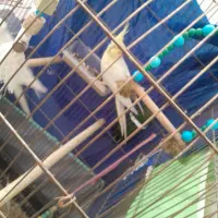 یک جفت عروس هلندی