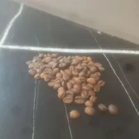 فروش عمده دان قهوه