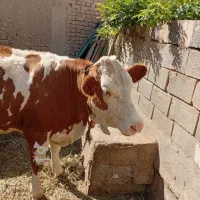 گاو و گوساله نر و ماده شما را بصورت نقد میخرم
