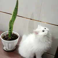 گربه پرشین|گربه|هشتگرد, شهرک بعثت|دیوار