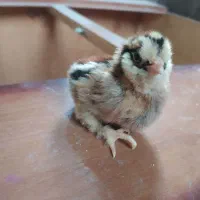 جوجه گلین و سلطان زیر قیمت