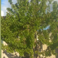 باغ-شهر-هیر