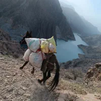 قاطر باری و سواری