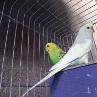 مرغ عشق|پرنده|بندر کنگان, |دیوار