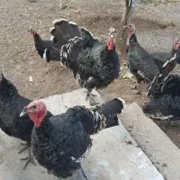 بوقلمون ۷ماهه