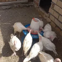 جوجه بوقلمون فروشی