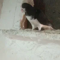 سه تا سیاهپوش بی عیب حراج|پرنده|اقبالیه, |دیوار