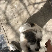 سگ پاکوتاه|سگ|بجنورد, |دیوار