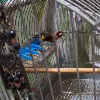 سهره نر رام رام مست