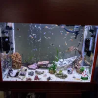 اکواریوم|ماهی|تهران, هفت حوض|دیوار