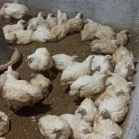 مرغ گوشتی ارگانیک