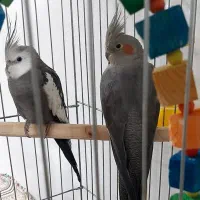 عروس هلندی نر و ماده|پرنده|تهران, فلاح|دیوار