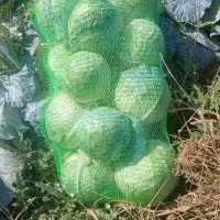 کلم سفید موقعیت سراب|خوردنی و آشامیدنی|دیواندره, |دیوار