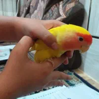 کوتوله صورت هلویی دستی|پرنده|زاهدان, |دیوار