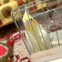 یک جفت عروس لوتینو با شش عدد تخم|پرنده|تبریز, |دیوار