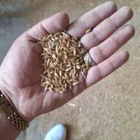 پیش فروش جو تناژ بالا ارسال به همه جا هم داریم
