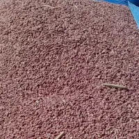 لوبیا قرمز|عمدهفروشی|قره چای, |دیوار