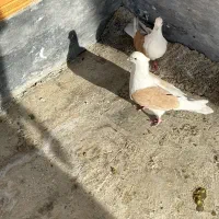 دوکت زرد|پرنده|اهواز, کیانپارس |دیوار