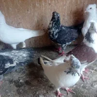 فروش کبوتر سرور|پرنده|بابل, |دیوار