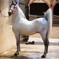 باشگاه سوارکاری