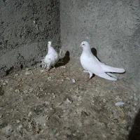 جفت پرشی و یک پشتار