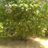 ۱۵۶۰ متر باغ گردو