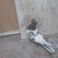 یک عدد کله هفت رنگ|پرنده|شیروان (خراسان), |دیوار