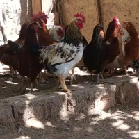 خروس|حیوانات مزرعه|کارزان, |دیوار