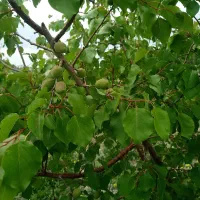 نهال بارده ۵ ساله