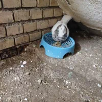 کبوتر طوقی جفت نر و ماده