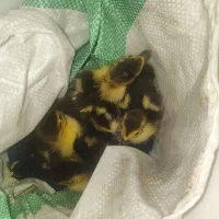 اردک اسراییلی درجه یک نژاد اصلاح شده