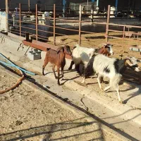 تیشتر بز|حیوانات مزرعه|بهبهان, |دیوار