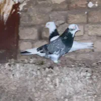 کبوتر گ م ش د