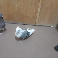 نر و ماده کله سرخ  و شوسیا|پرنده|دورود, |دیوار