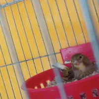 قناری جفت با تخم|پرنده|شیراز, داریون|دیوار