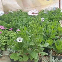 حراج گل|گل و گیاه طبیعی|بیرجند, |دیوار
