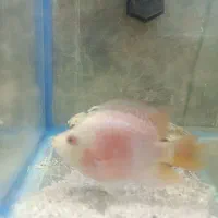 ماده فلاور|ماهی|بروجرد, |دیوار