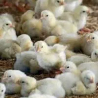 جوجه گوشتی راس