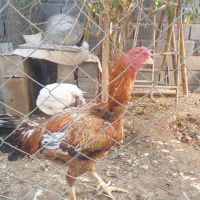 خروس و مرغ تخمی و بوقلمون|حیوانات مزرعه|شریف‌آباد, |دیوار