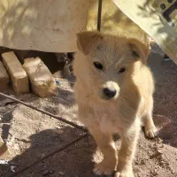 سگ فروشی|سگ|رفسنجان, |دیوار