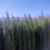 فروش سرو ناز ارتفاع 2.5 متر به بالا