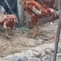 خروس لاری
