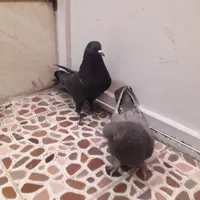 کبوتر اصفهانی سنجابی