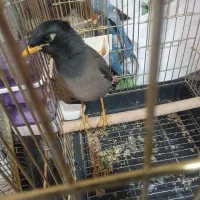 مرغ مینا زیبا باهوش