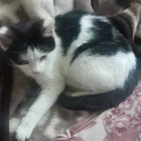 بچه گربه|گربه|کلاله, |دیوار