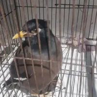 مرغ مینا سخنگو|پرنده|گرگان, |دیوار