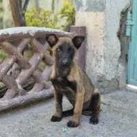 مالینویز توله مالینوا