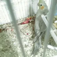 عروس هلندی مادرپسر|پرنده|تاکستان, |دیوار