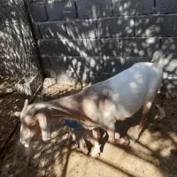 فروش بز و کهره،گوشت کهره و بره|حیوانات مزرعه|لامرد, |دیوار