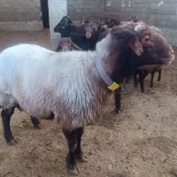 قوچ افشار اصل|حیوانات مزرعه|آباده, |دیوار